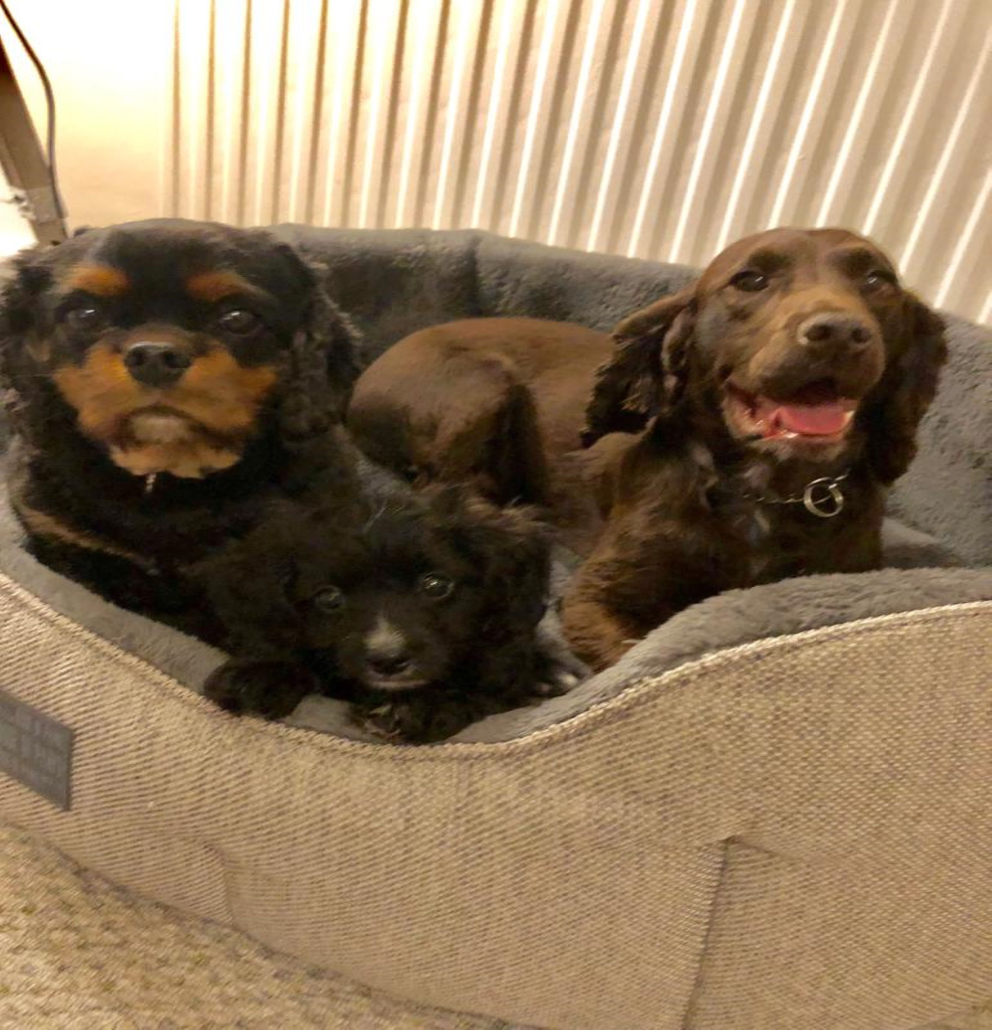 Brac, George & Walt